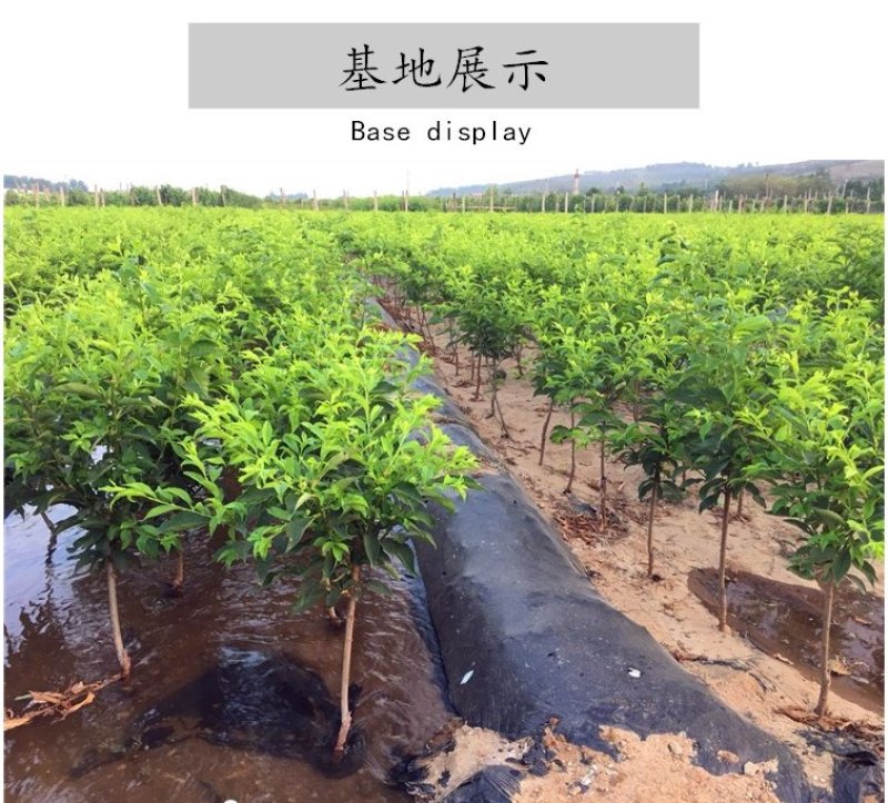 新品种西梅李李子树苗，基地直销，包成活，包品种提供技术