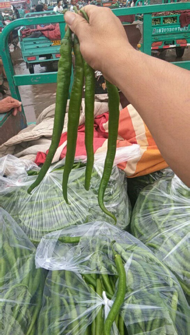 【牛商推荐】精品线椒产地直发常年供货保证质量