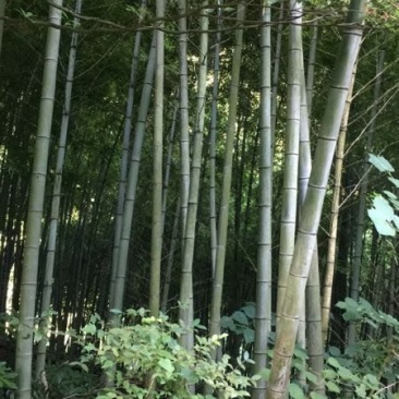 张家界三年以上老楠竹，14-15-16，尾部3.8