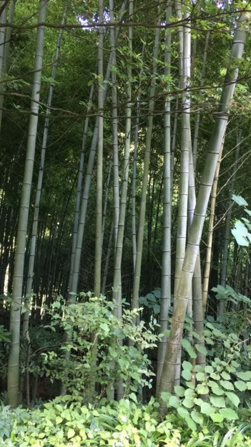 张家界三年以上老楠竹，14-15-16，尾部3.8