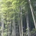 张家界三年以上老楠竹，14-15-16，尾部3.8