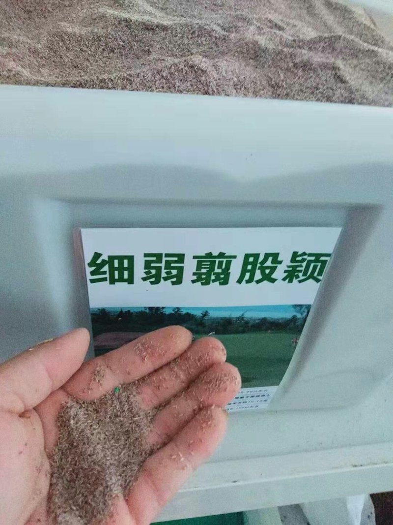 剪股颖种子高档草坪种子免修剪应用高尔夫球场别墅庭院绿化