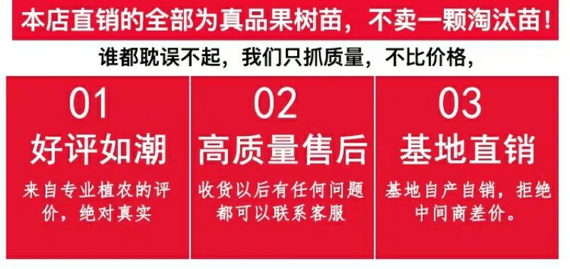 苹果苗新品种新技术产地直销保成活率后续技术跟踪服
