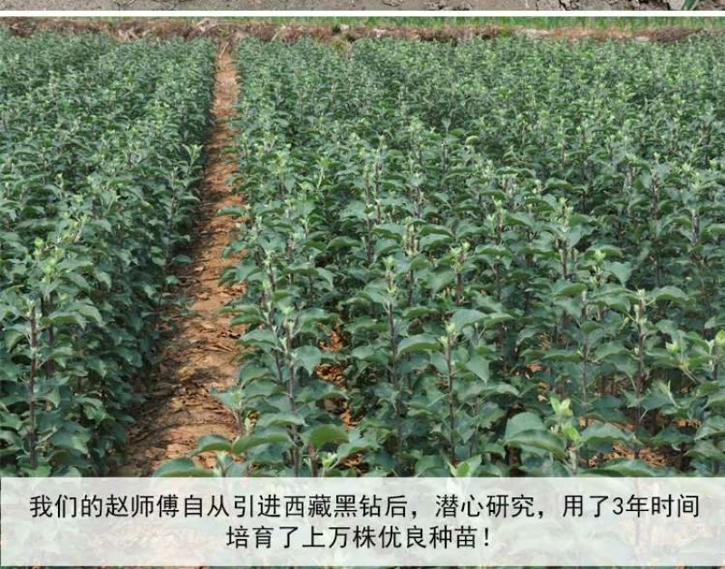苹果苗新品种新技术产地直销保成活率后续技术跟踪服