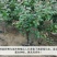 苹果苗新品种新技术产地直销保成活率后续技术跟踪服