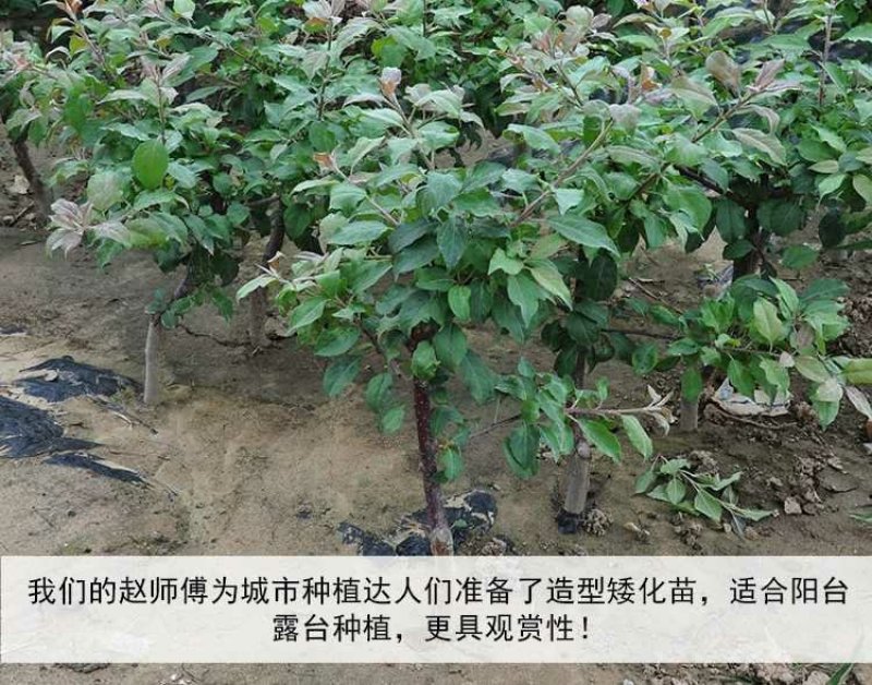 苹果苗新品种新技术产地直销保成活率后续技术跟踪服