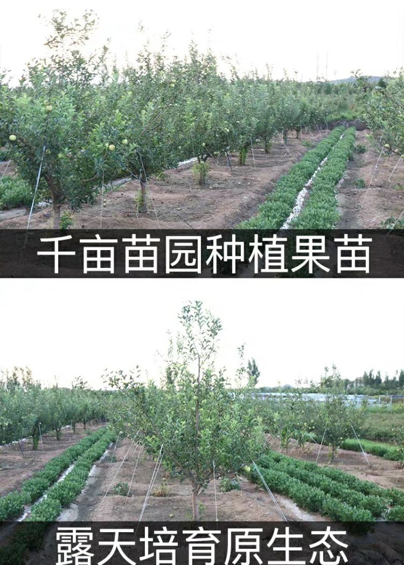 苹果苗新品种新技术产地直销保成活率后续技术跟踪服