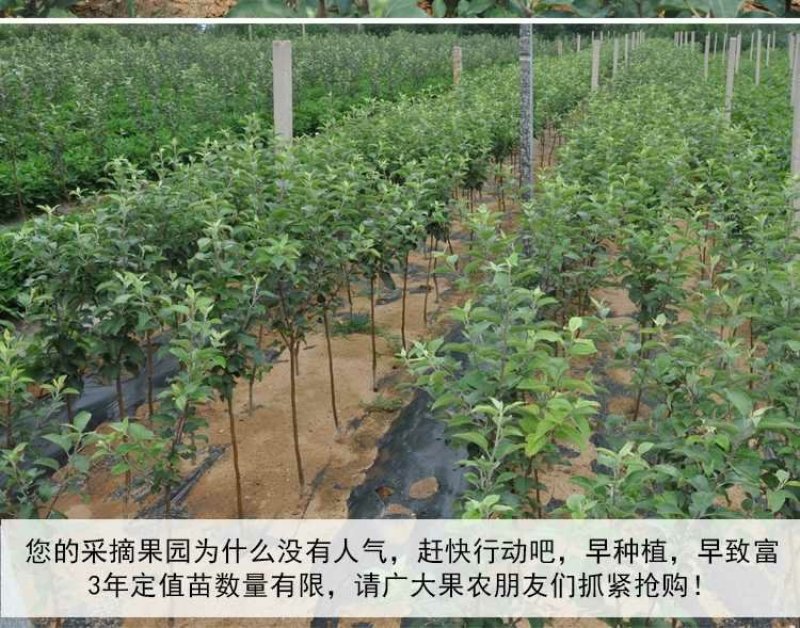 苹果苗新品种新技术产地直销保成活率后续技术跟踪服