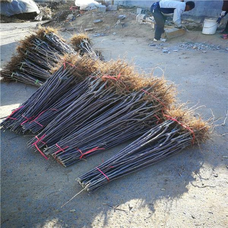 苹果苗新品种新技术产地直销保成活率后续技术跟踪服