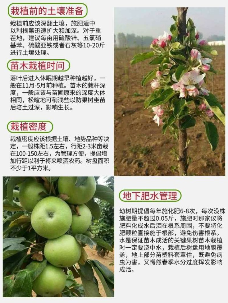 苹果苗新品种新技术产地直销保成活率后续技术跟踪服