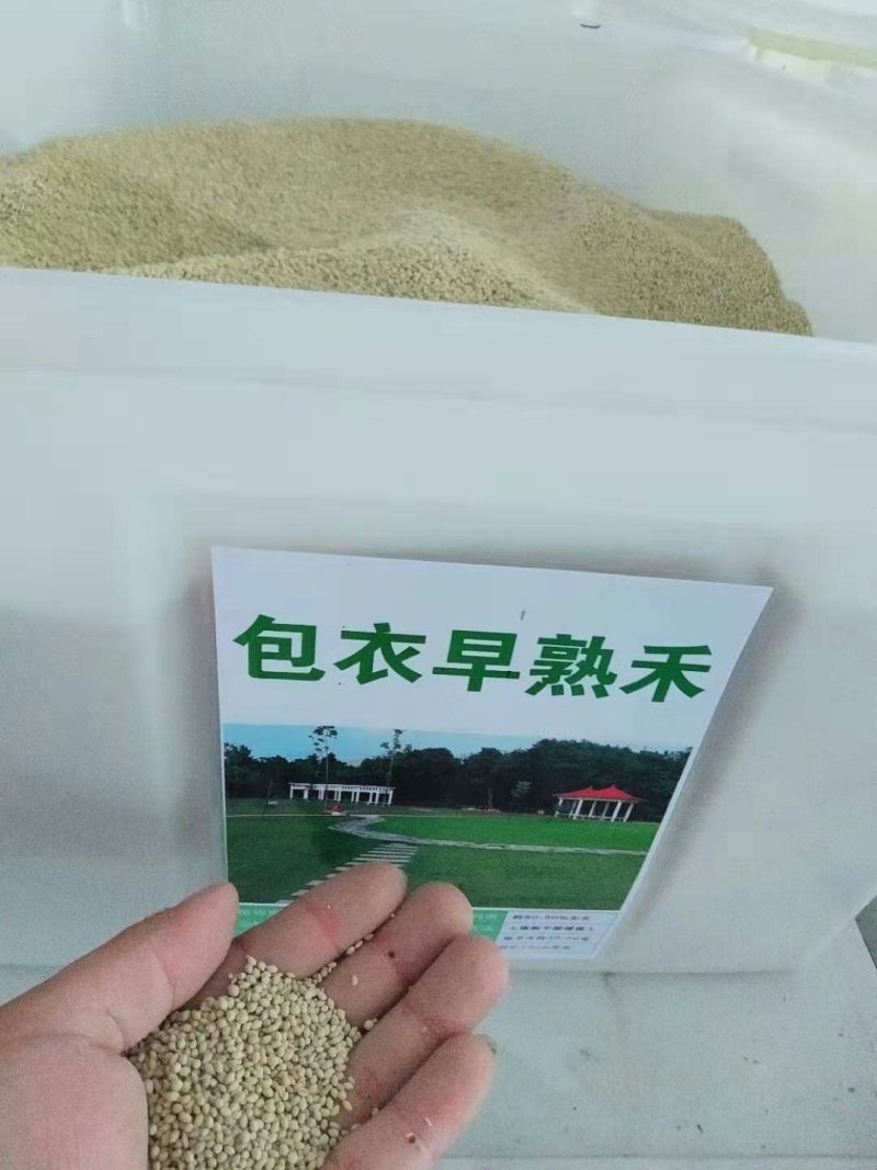 早熟禾种子低矮耐寒草坪种子庭院绿化护坡草子北方种植首先