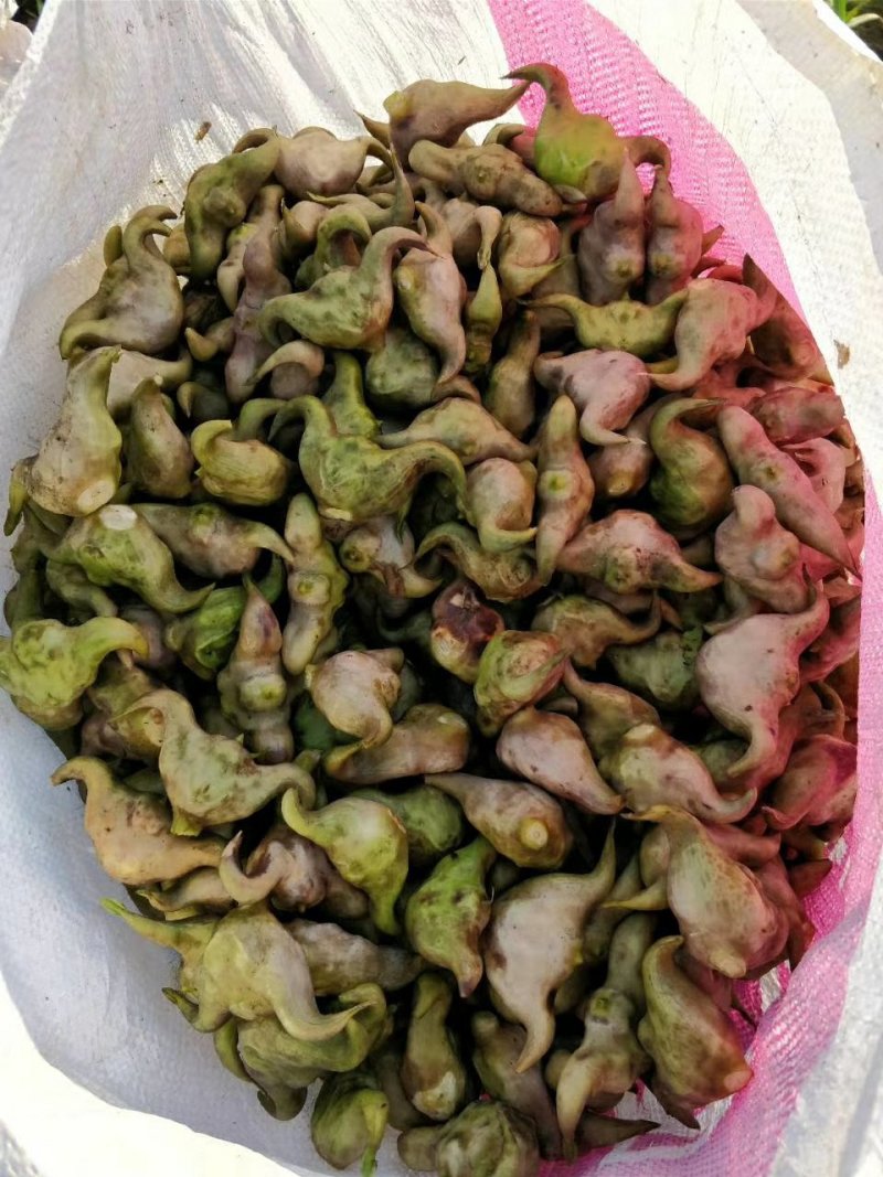 菱角大别山牛角菱角新鲜湖北黄冈蕲春货源充足