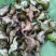 菱角大别山牛角菱角新鲜湖北黄冈蕲春货源充足