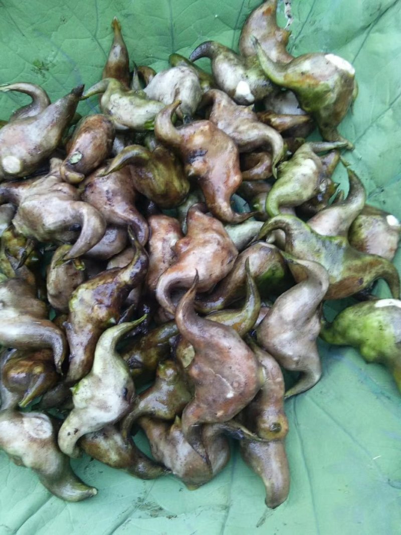 菱角大别山牛角菱角新鲜湖北黄冈蕲春货源充足