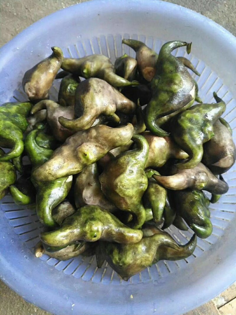 菱角大别山牛角菱角新鲜湖北黄冈蕲春货源充足