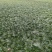 菱角大别山牛角菱角新鲜湖北黄冈蕲春货源充足