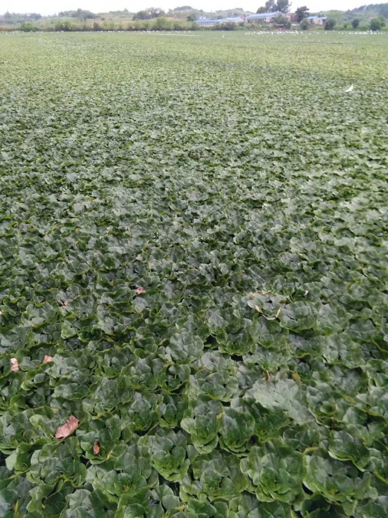 菱角大别山牛角菱角新鲜湖北黄冈蕲春货源充足