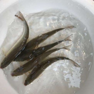 银鳕鱼苗大鳞鲃鱼苗批发苗场直发大量供应