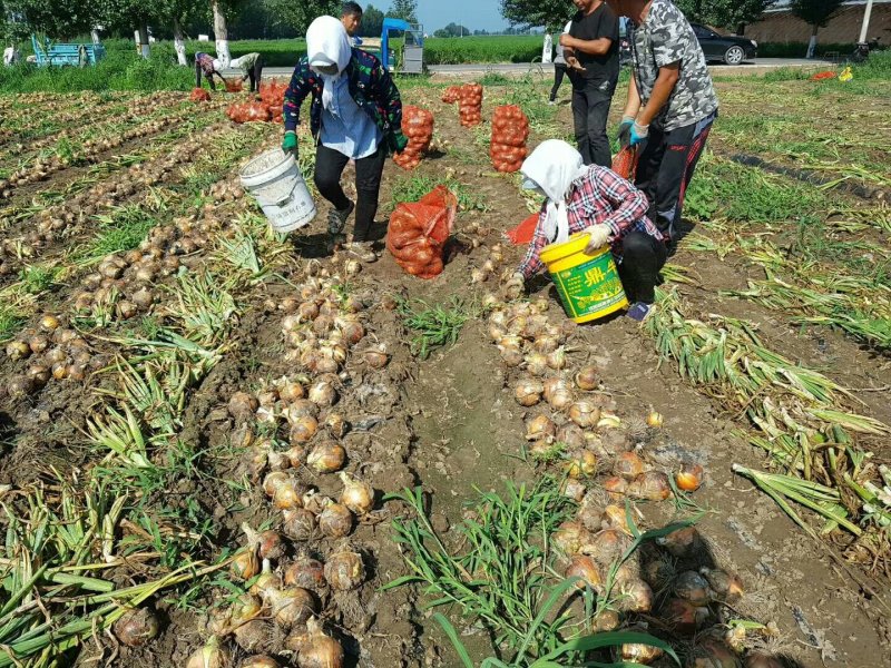 洋葱大量上市需要的老板前来采购量大从优价格低廉