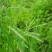 披碱草种子抗风沙耐旱耐盐碱草籽耐寒多年生四季牧草种子