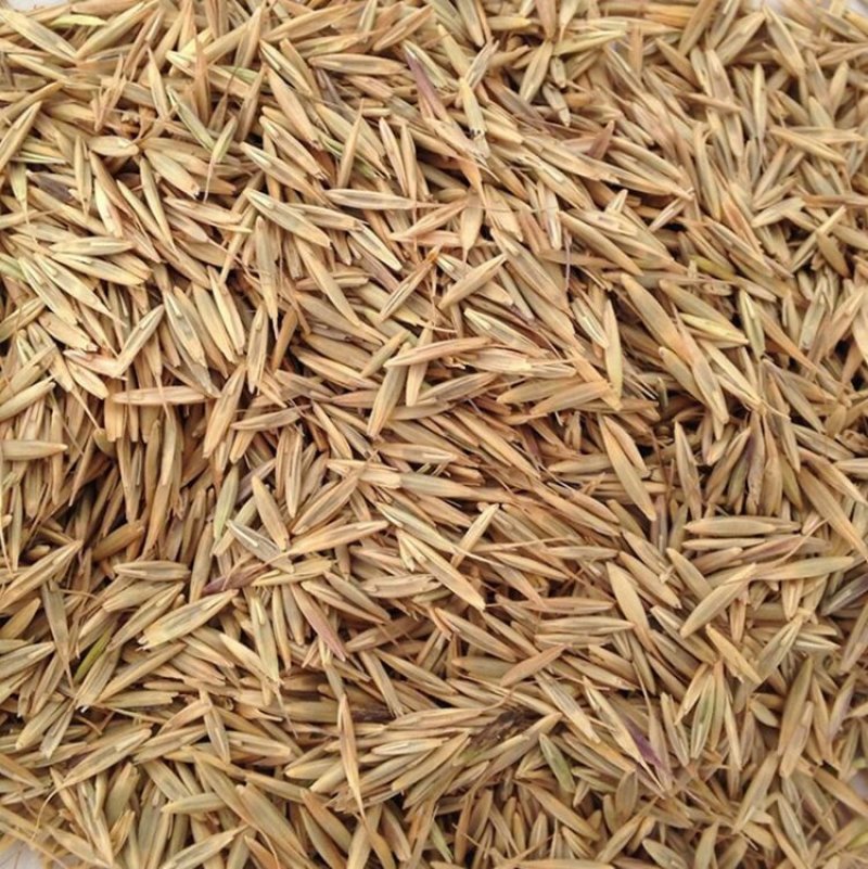 披碱草种子抗风沙耐旱耐盐碱草籽耐寒多年生四季牧草种子