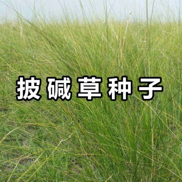 披碱草种子抗风沙耐旱耐盐碱草籽耐寒多年生四季牧草种子