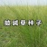披碱草种子抗风沙耐旱耐盐碱草籽耐寒多年生四季牧草种子