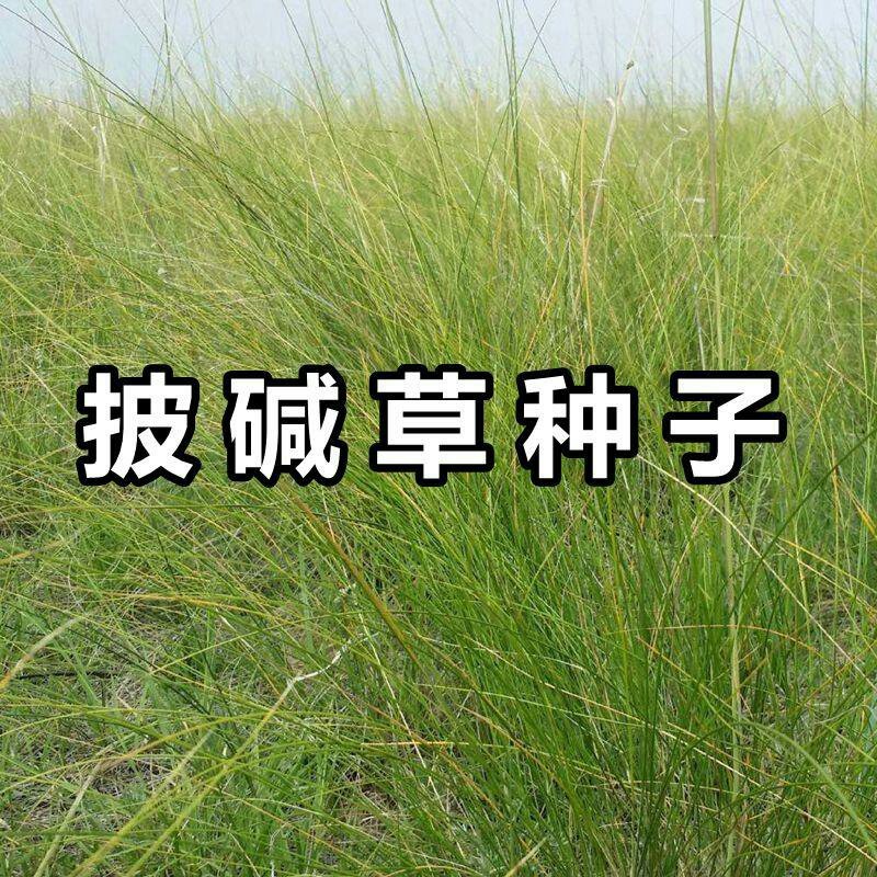 披碱草种子抗风沙耐旱耐盐碱草籽耐寒多年生四季牧草种子