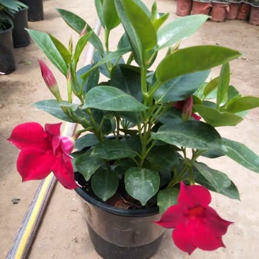 飘香藤绿植盆栽花卉四季开花植物室内阳台爬藤植物庭院双喜藤