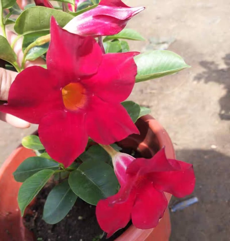 飘香藤绿植盆栽花卉四季开花植物室内阳台爬藤植物庭院双喜藤