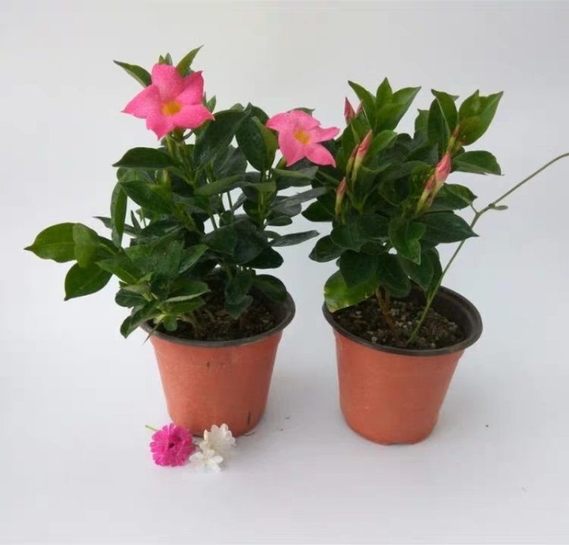 飘香藤绿植盆栽花卉四季开花植物室内阳台爬藤植物庭院双喜藤