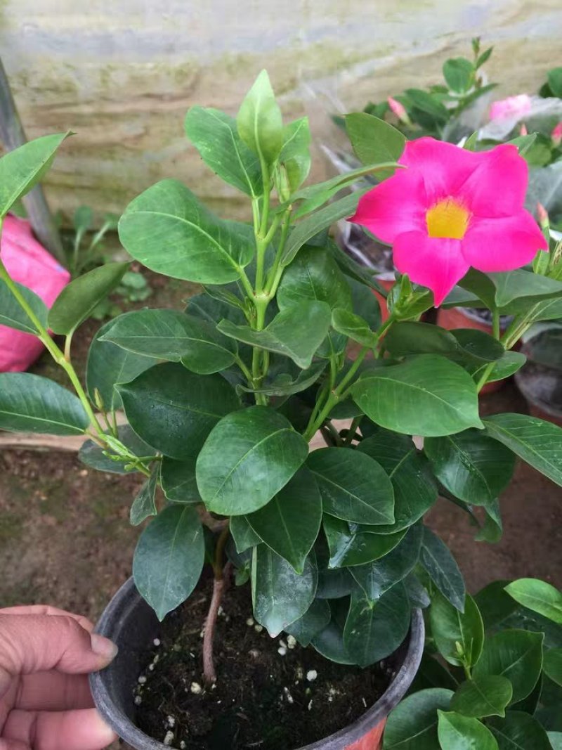 飘香藤绿植盆栽花卉四季开花植物室内阳台爬藤植物庭院双喜藤