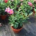 飘香藤绿植盆栽花卉四季开花植物室内阳台爬藤植物庭院双喜藤