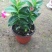 飘香藤绿植盆栽花卉四季开花植物室内阳台爬藤植物庭院双喜藤