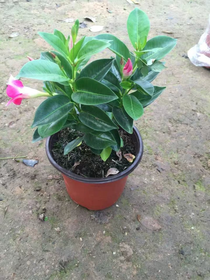 飘香藤绿植盆栽花卉四季开花植物室内阳台爬藤植物庭院双喜藤