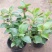 飘香藤绿植盆栽花卉四季开花植物室内阳台爬藤植物庭院双喜藤