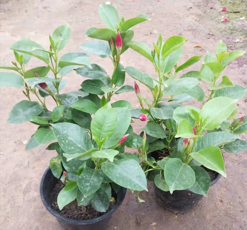 飘香藤绿植盆栽花卉四季开花植物室内阳台爬藤植物庭院双喜藤