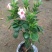 飘香藤绿植盆栽花卉四季开花植物室内阳台爬藤植物庭院双喜藤