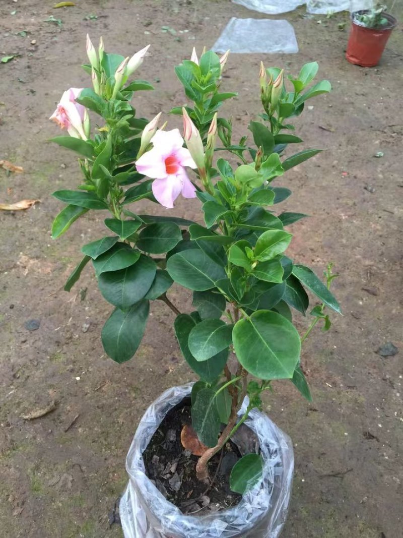 飘香藤绿植盆栽花卉四季开花植物室内阳台爬藤植物庭院双喜藤