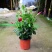 飘香藤绿植盆栽花卉四季开花植物室内阳台爬藤植物庭院双喜藤