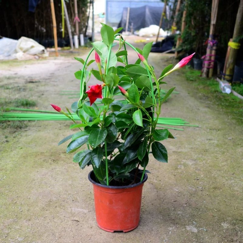 飘香藤绿植盆栽花卉四季开花植物室内阳台爬藤植物庭院双喜藤
