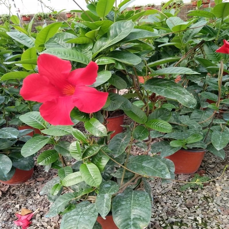 飘香藤绿植盆栽花卉四季开花植物室内阳台爬藤植物庭院双喜藤