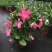 飘香藤绿植盆栽花卉四季开花植物室内阳台爬藤植物庭院双喜藤