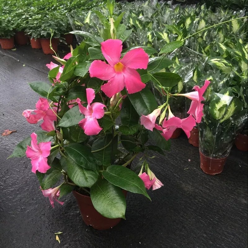 飘香藤绿植盆栽花卉四季开花植物室内阳台爬藤植物庭院双喜藤