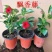 飘香藤绿植盆栽花卉四季开花植物室内阳台爬藤植物庭院双喜藤