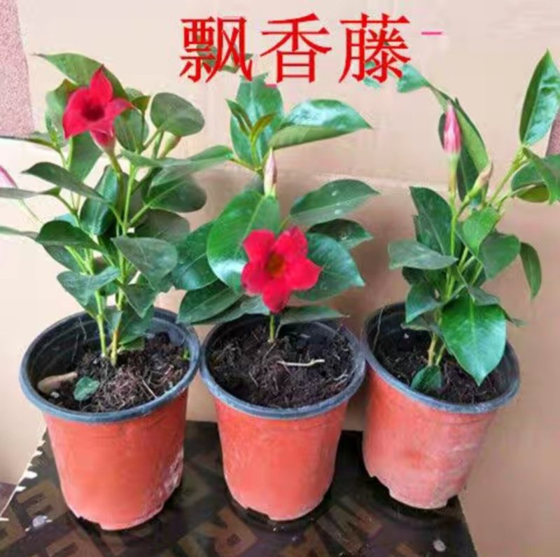 飘香藤绿植盆栽花卉四季开花植物室内阳台爬藤植物庭院双喜藤