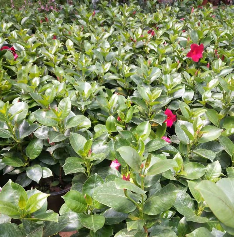 飘香藤绿植盆栽花卉四季开花植物室内阳台爬藤植物庭院双喜藤