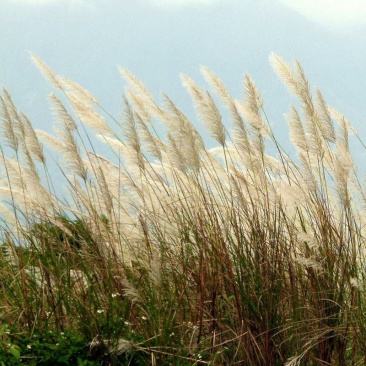 芒草种子野芒草四季种南方北方种植野草植物易种草籽产量高