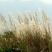芒草种子野芒草四季种南方北方种植野草植物易种草籽产量高