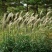 芒草种子野芒草四季种南方北方种植野草植物易种草籽产量高